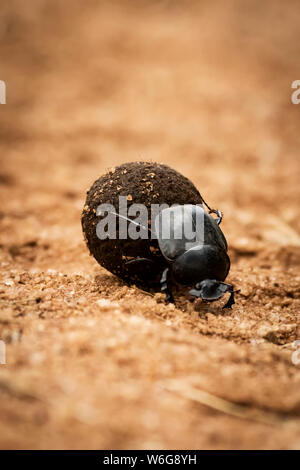 Dung scarabée (Scarabaeidea), boule de Dung sur piste, Serengeti; Tanzanie Banque D'Images