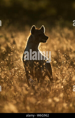 Rimlit teated hyena (Crocuta crocuta) assis dans la pelouse longue, Serengeti; Tanzanie Banque D'Images