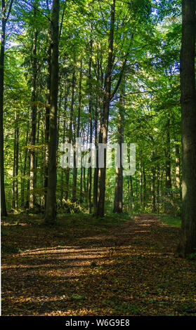 Chemin dans la forêt inondée de lumière Banque D'Images