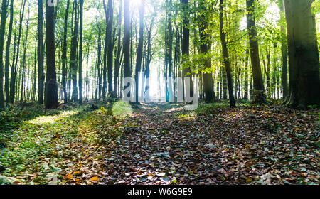 Chemin dans la forêt inondée de lumière reflets Banque D'Images