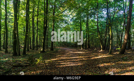 Chemin dans la forêt inondée de lumière Banque D'Images