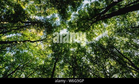 Tree Tops in forest Banque D'Images