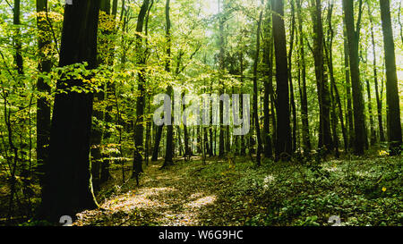 Chemin dans la forêt inondée de lumière Banque D'Images