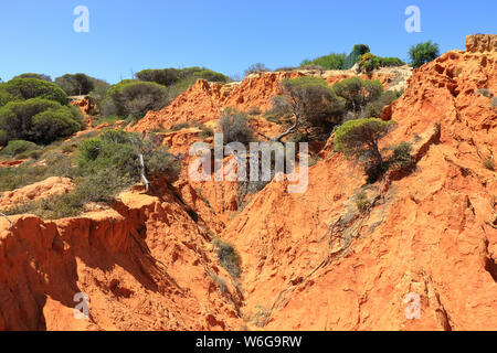 Les arbres verts de la croissante de la falaise rouge Caminho do Baleeira nature reserve près de Albufeira Banque D'Images