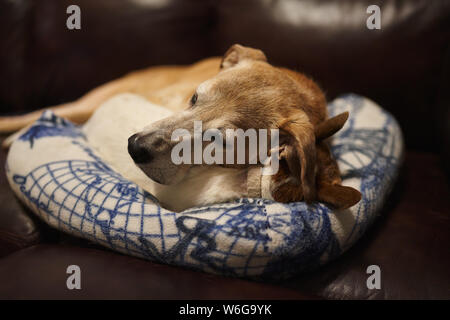 Un cur catahoula jette sur un Jack Russell Terrier sur un lit de chien sur un canapé en cuir. Banque D'Images