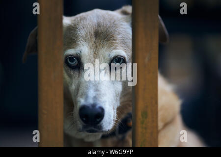 Un vieux chien chien Léopard Catahoula Louisiane regarde intensément le spectateur par une balustrade. Banque D'Images