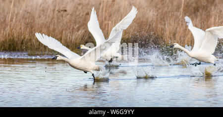 Un groupe de Cygne Cygnus columbianus prend son envol à l'unité de Pungo Lacs Pocosins National Wildlife Refuge Caroline du Nord où elles passent l' Banque D'Images