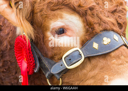 New Milton, Hampshire, Royaume-Uni. 1er août 2019. Des milliers troupeau au dernier jour de la New Forest & Comté de série pour apprécier les animaux et les activités par une chaude journée ensoleillée. Credit : Carolyn Jenkins/Alamy Live News Banque D'Images