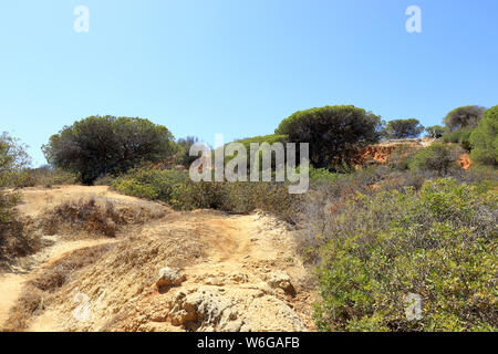 Le vert des arbres et du feuillage de la réserve naturelle de Baleeira Caminho do près de Albufeira Banque D'Images