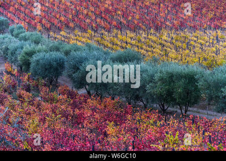 Feuillage coloré sur des vignes dans un vignoble, Vallée du Douro, Portugal Banque D'Images