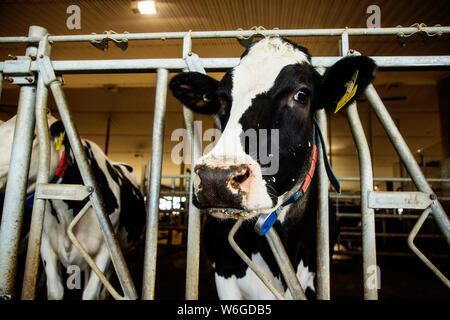 Vache laitière Holstein regardant la caméra tout en se tenant dans une rangée le long du rail d'une station d'alimentation sur une ferme laitière robotique, au nord d'Edmonton Banque D'Images