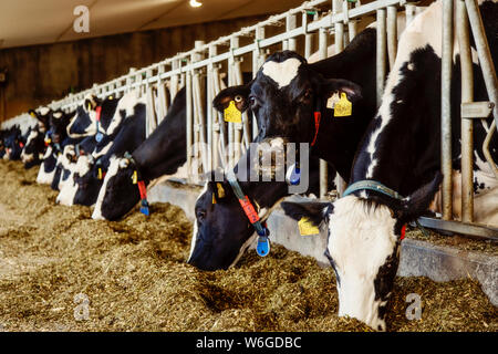 Holstein vaches laitières avec des étiquettes d'identification sur leurs oreilles debout dans une rangée le long du rail d'une station d'alimentation sur une ferme laitière robotique, au nord de ... Banque D'Images