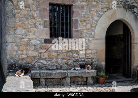 Couple Beagle attachés en fenêtre de vieille maison et couché sur banc en pierre au soleil Banque D'Images