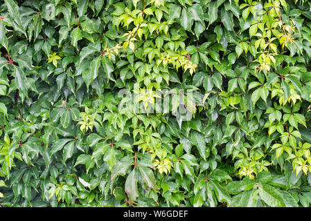Fond vert feuilles de vigne vierge Banque D'Images