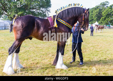 New Milton, Hampshire, Royaume-Uni. 1er août 2019. Des milliers troupeau au dernier jour de la New Forest & Comté de série pour apprécier les animaux et les activités par une chaude journée ensoleillée. Credit : Carolyn Jenkins/Alamy Live News Banque D'Images