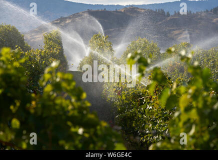 L'Irrigation des vignobles de l'Okanagan en Colombie-Britannique. Un vignoble est irrigué au crépuscule dans la vallée de l'Okanagan, Colombie-Britannique, Canada. Banque D'Images