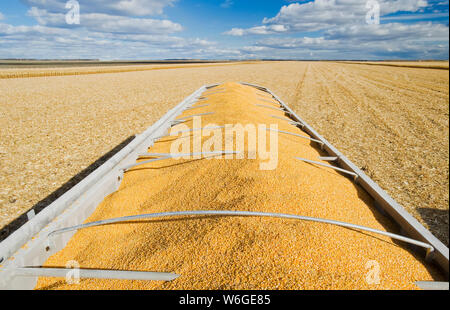 Maïs fourrager/grain à l'arrière d'un camion agricole pendant la récolte, près de Niverville; Manitoba, Canada Banque D'Images