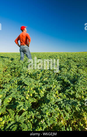 Un agriculteur regarde un champ de pois chiches à croissance moyenne, près de Kincaid, en Saskatchewan, au Canada Banque D'Images