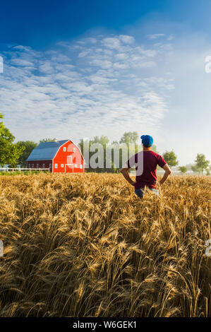 Un agriculteur regarde sur un champ de blé mûr avec une grange rouge à l'arrière-plan; Grande Pointe, Manitoba, Canada Banque D'Images