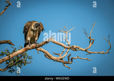 Vautour africain à dos blanc (Gyps africanus), regardant vers le bas de la branche, Parc national du Serengeti; Tanzanie Banque D'Images