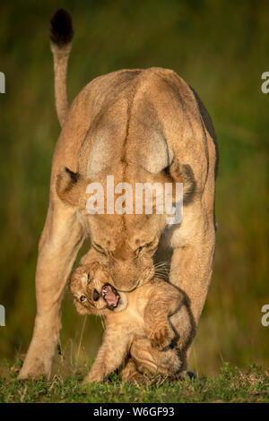 Lioness (Panthera leo) se tient en piquant cub en lumière dorée, Parc national de Serengeti; Tanzanie Banque D'Images