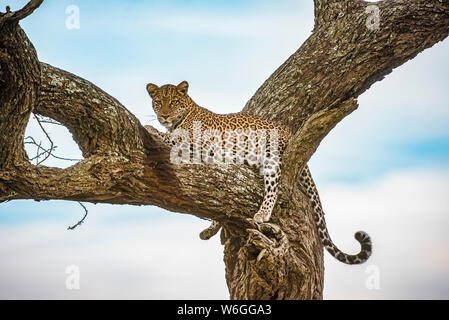 Léopard (Panthera pardus) reposant dans un arbre dans la région de Ndutu de l'aire de conservation du cratère de Ngorongoro, sur les plaines de Serengeti; Tanzanie Banque D'Images