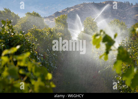L'Irrigation des vignobles de l'Okanagan Canada. Un vignoble est irrigué au crépuscule dans la vallée de l'Okanagan, Colombie-Britannique, Canada. Banque D'Images