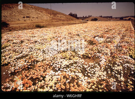 Champs de marguerites PRÈS DE VANDENBERG AIR FORCE BASE Banque D'Images