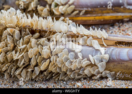 Oeufs Oeufs / Filet de pourpre (Tritia Nassarius reticulatus reticulata / / Hinia reticulata), oiseaux, s'est échoué sur la plage Banque D'Images