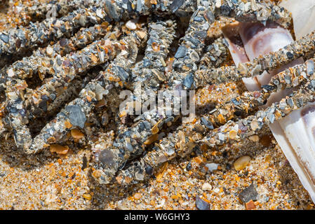 Débris Tubes montrant cimentées grains de sable et de fragments de sand mason vers (Lanice conchilega) s'est échoué sur la plage de sable Banque D'Images