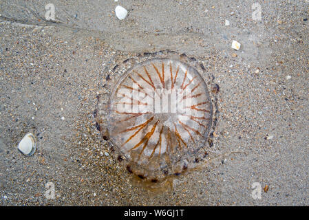 Méduse Chrysaora hysoscella (boussole) s'est échoué sur la plage de sable le long de la côte de la mer du Nord Banque D'Images