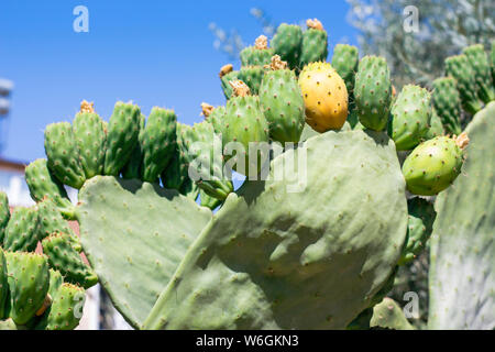 Grand figuier cactus dans vert et jaune. Cactus sur fond de ciel bleu et clair. Ils poussent dans les pays chauds. Banque D'Images