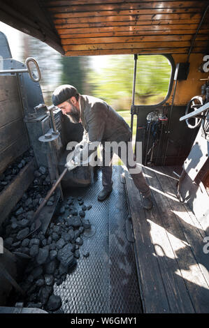 Le stocker alimente la chaudière à charbon, tandis que la locomotive à vapeur fonctionne à pleine vitesse dans la campagne Banque D'Images