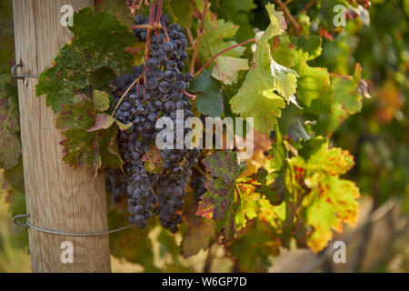 Grappe de raisin à vin rouge. Des grappes de raisins mûrs rouge accrocher sur la vigne dans un vignoble prêts à être récoltés. Vallée de l'Okanagan, près de Osoyoos, British Col Banque D'Images