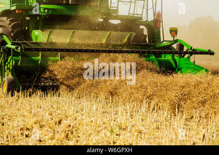 Close-up d'un cueilleur ramasseur d'une moissonneuse-batteuse, la récolte sur un champ de canola en andains ; Legal, Alberta, Canada Banque D'Images