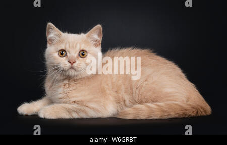 Timide mignon chaton British Shorthair crème, établissant des façons. Côté À la recherche d'appareil photo avec yeux orange. Isolé sur un fond noir. Banque D'Images