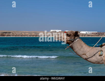 La plage de sable de Marsa Abu Dabab bay en Egypte Banque D'Images