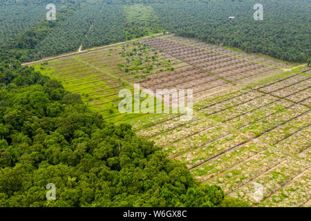 Drone aérien vue de la déforestation dans une forêt tropicale pour faire place à des plantations de palmiers à huile Banque D'Images