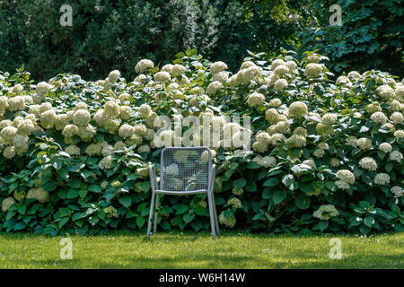 Présidence unique sur une pelouse en face de rosiers en fleurs blanc guelder (Viburnum) Banque D'Images