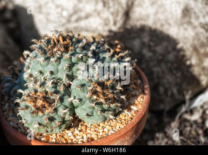 Lophophora wiliamsii peyotl ou est un petit cactus inerme, alcaloïdes psychoactifs, en particulier avec la mescaline. Banque D'Images