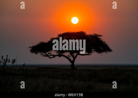 Coucher de soleil derrière un acacia solitaire au bord de la plaine de Katavi dans le parc national de Katavi ; Tanzanie Banque D'Images