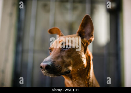 Le chien rouge à l'extérieur sur la terrasse aux beaux jours Banque D'Images