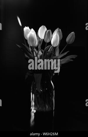 Noir et blanc rétroéclairé tulipes dans un vase Banque D'Images