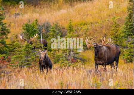 Deux gros taureaux (Alces alces) debout en brosse près d'un orignal de vache, CPL Pass dans le parc national de Chugach, près d'Anchorage dans le centre-sud... Banque D'Images