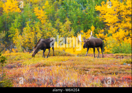 Grand orignal de taureau (Alces alces) debout en brosse près d'un orignal de vache, col Powerline dans le parc national de Chugach, près d'Anchorage dans le centre-sud de l'Alaska... Banque D'Images