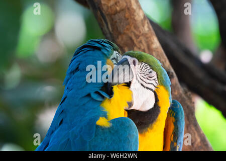 Rouge, jaune et bleu dans l'Atlantique, les aras biome forêt tropicale