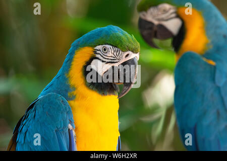 Rouge, jaune et bleu dans l'Atlantique, les aras biome forêt tropicale