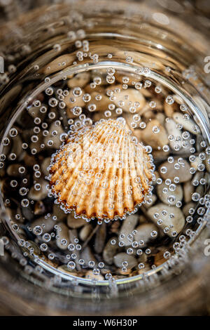 High angle view of sea shell dans l'eau pétillante des bulles multiples Banque D'Images