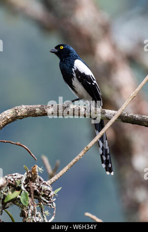 Beautifil Magpie oiseaux Tangara écarlate, une branche dans le biome de la forêt tropicale de l'Atlantique Banque D'Images