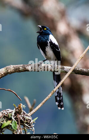 Tangara à Magpie, sur une branche dans la Forêt Tropicale Atlantique biome Banque D'Images